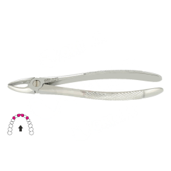 Kleszcze Berten fig. 1 do górnych siekaczy i kłów