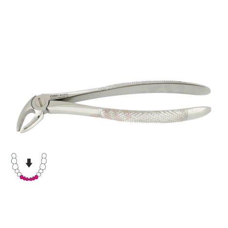 Kleszcze Berten fig. 4 do dolnych siekaczy i kłów