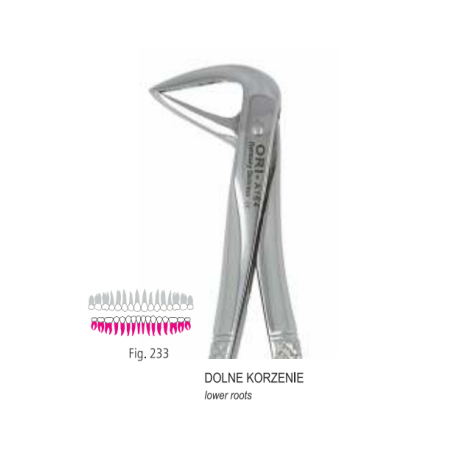 KLESZCZE BERTEN FIG. 233 / DOLNE KORZENIE