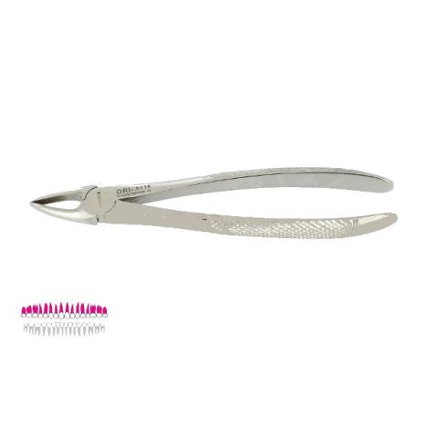 Kleszcze Berten fig. 29 / GÓRNE KORZENIE