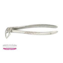 Kleszcze Berten fig. 33 A / DOLNE KORZENIE