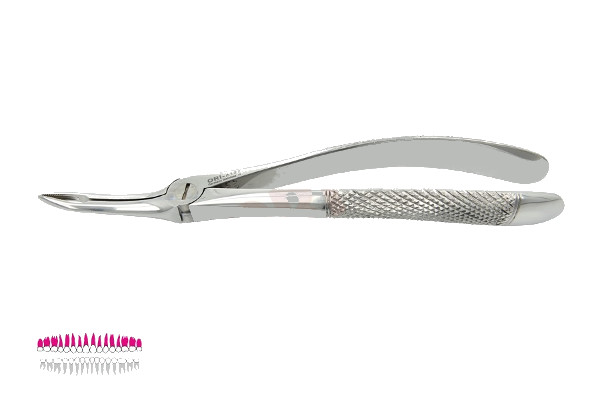 Kleszcze Berten fig. 49 / GÓRNE KORZENIE