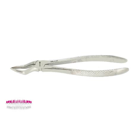 Kleszcze Berten fig. 51 / GÓRNE KORZENIE
