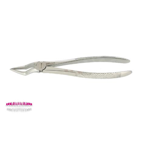 Kleszcze Berten fig. 51 A / GÓRNE KORZENIE