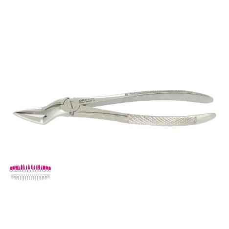 Kleszcze Berten fig. 51 L / GÓRNE KORZENIE