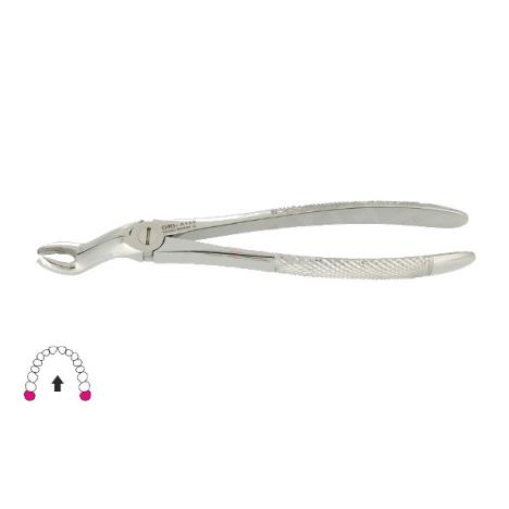 Kleszcze Berten fig. 67 A / GÓRNY ZĄB MĄDROŚCI