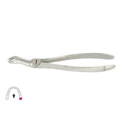 Kleszcze Berten fig. 67 L / GÓRNY ZĄB MĄDROŚCI