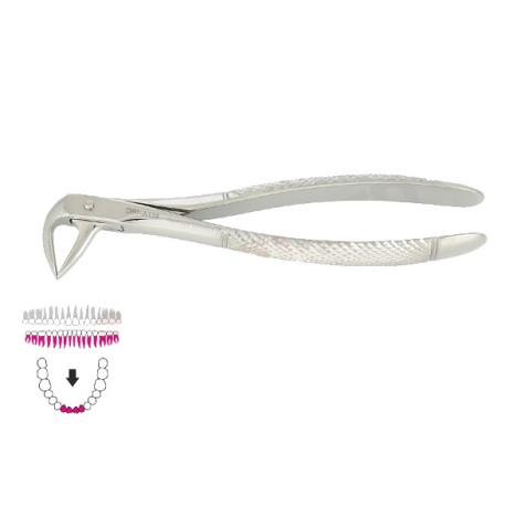 Kleszcze Berten fig. 74 XN / DOLNE KORZENIE I STŁOCZONE SIEKACZE