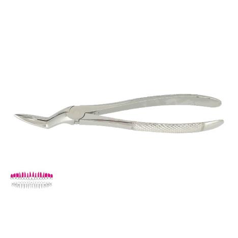 Kleszcze Berten fig. 97 / GÓRNE KORZENIE