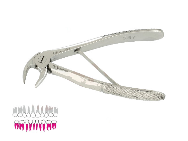 Kleszcze Meissner (fig. 2) średnie