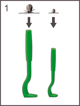 Kleszczołapki - 2 szt.